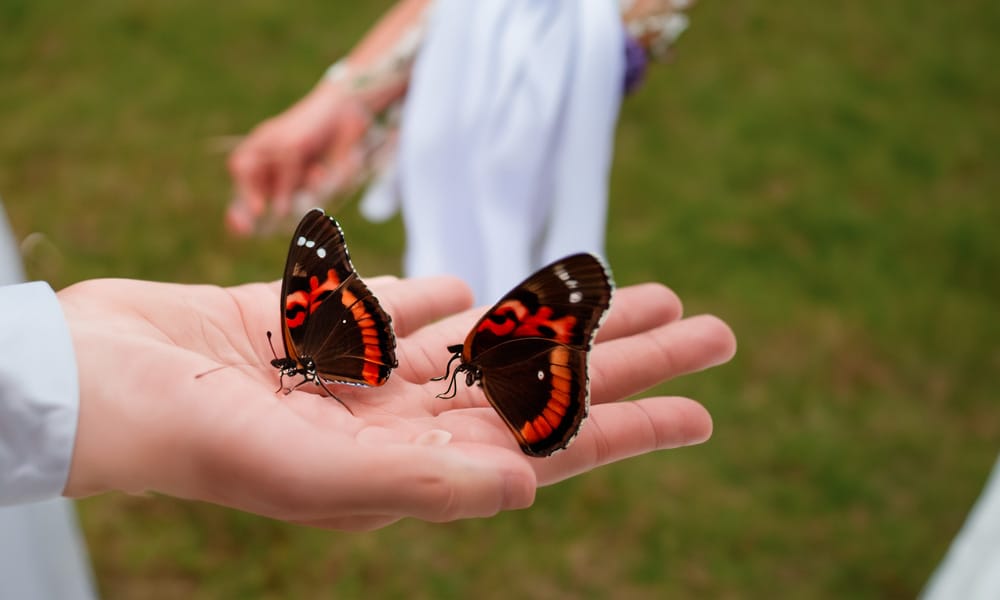 Mariage : Lâcher de papillons vivants ?