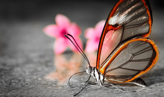 lâcher de papillons