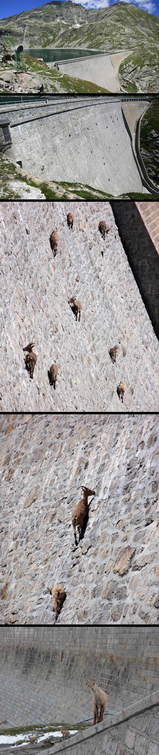 god-damed-goats.jpggod-damed-goats.jpg