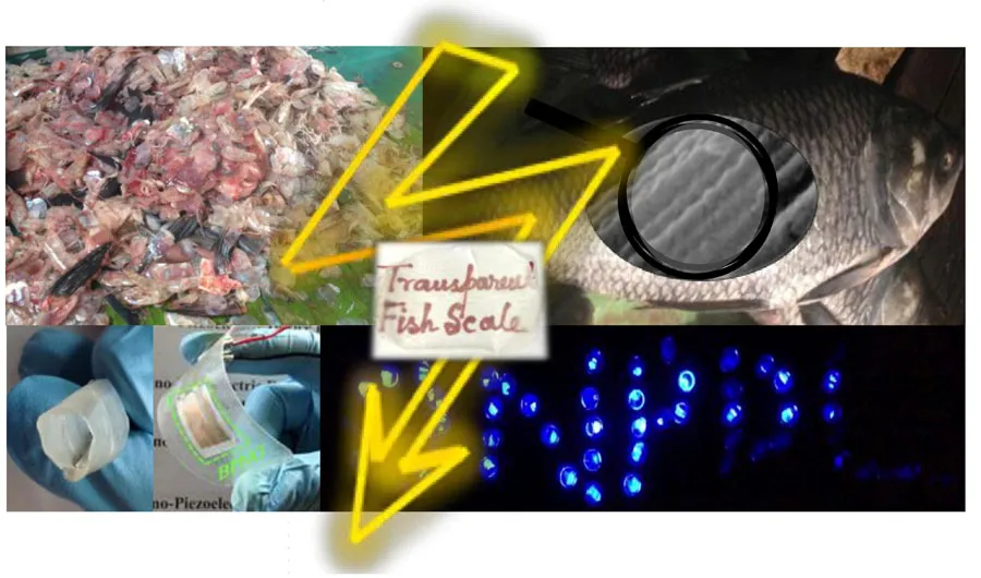Les écailles de poisson : Une source d'énergie piézoélectrique verte !